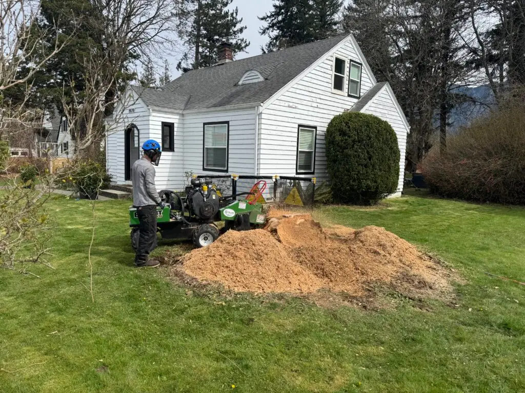 Stump Grinding Service in Snoqualmie
